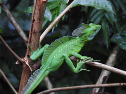 Image of Green Basilisk