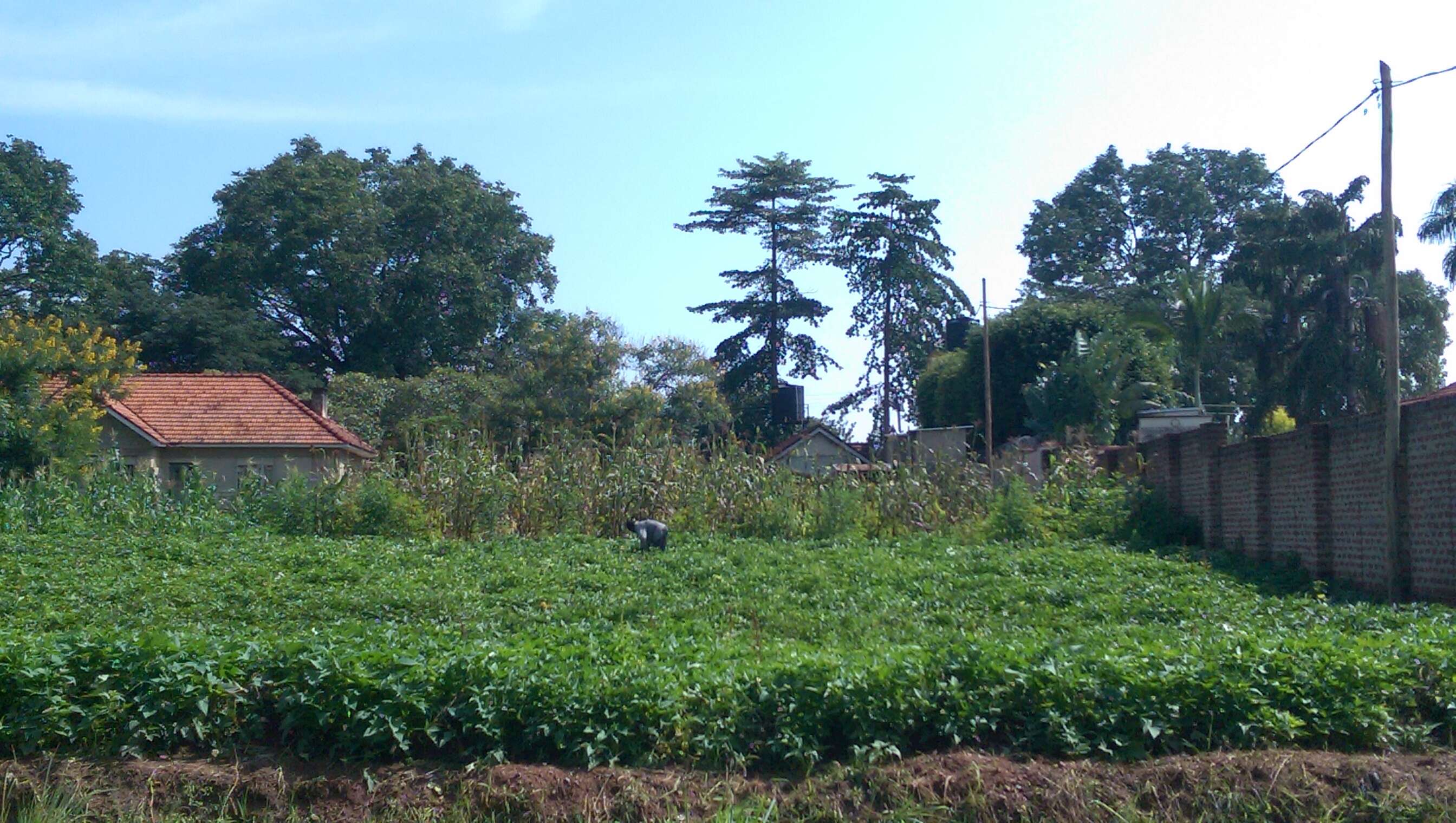 Image of sweet potato