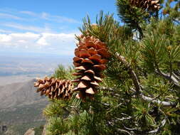 Image of Limber Pine