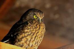 Image of Morepork