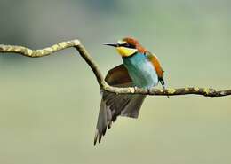 Image of bee-eater, european bee-eater