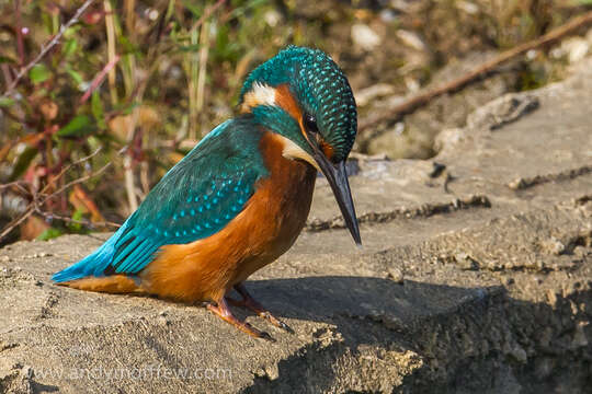 Image of Common Kingfisher