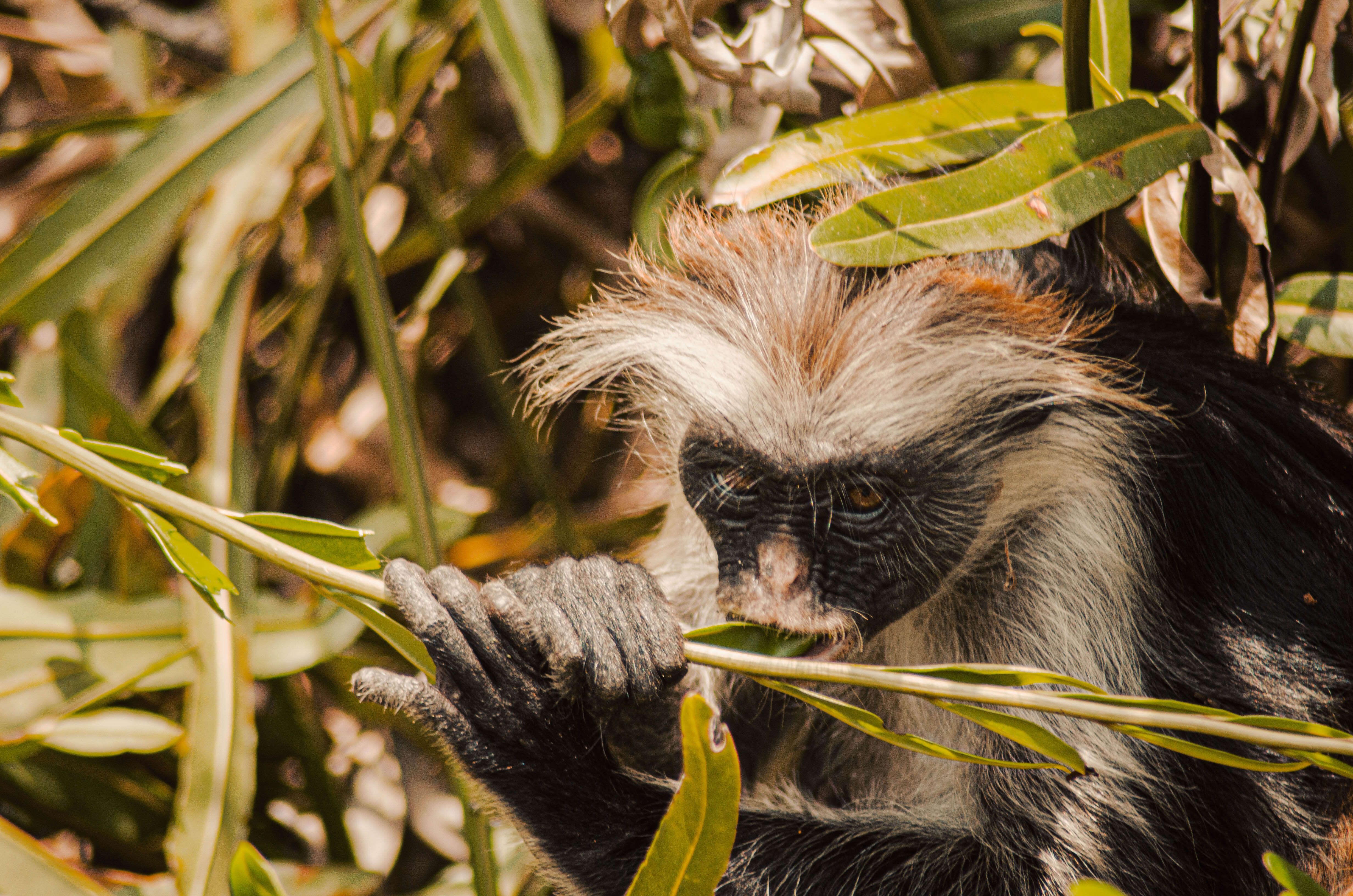 Plancia ëd Piliocolobus kirkii (Gray 1868)