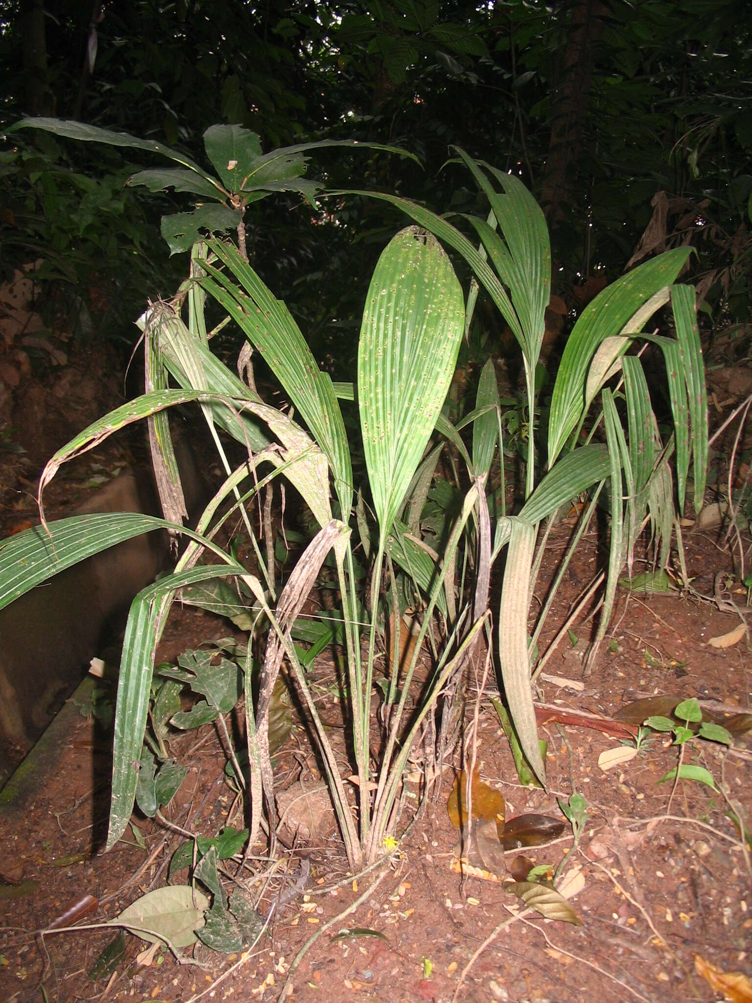 Image of Molineria latifolia (Dryand. ex W. T. Aiton) Herb. ex Kurz