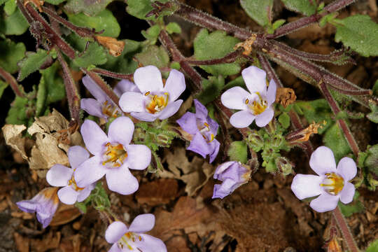 Image of Sutera cordata (Thunb.) Kuntze