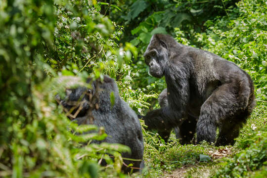 Image of Eastern Gorilla