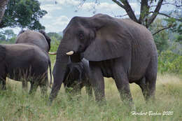 Image of African elephant