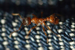 Image of European fire ant