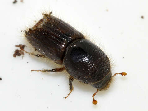 Image of european spruce bark beetle