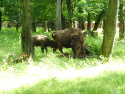 Image of European Bison