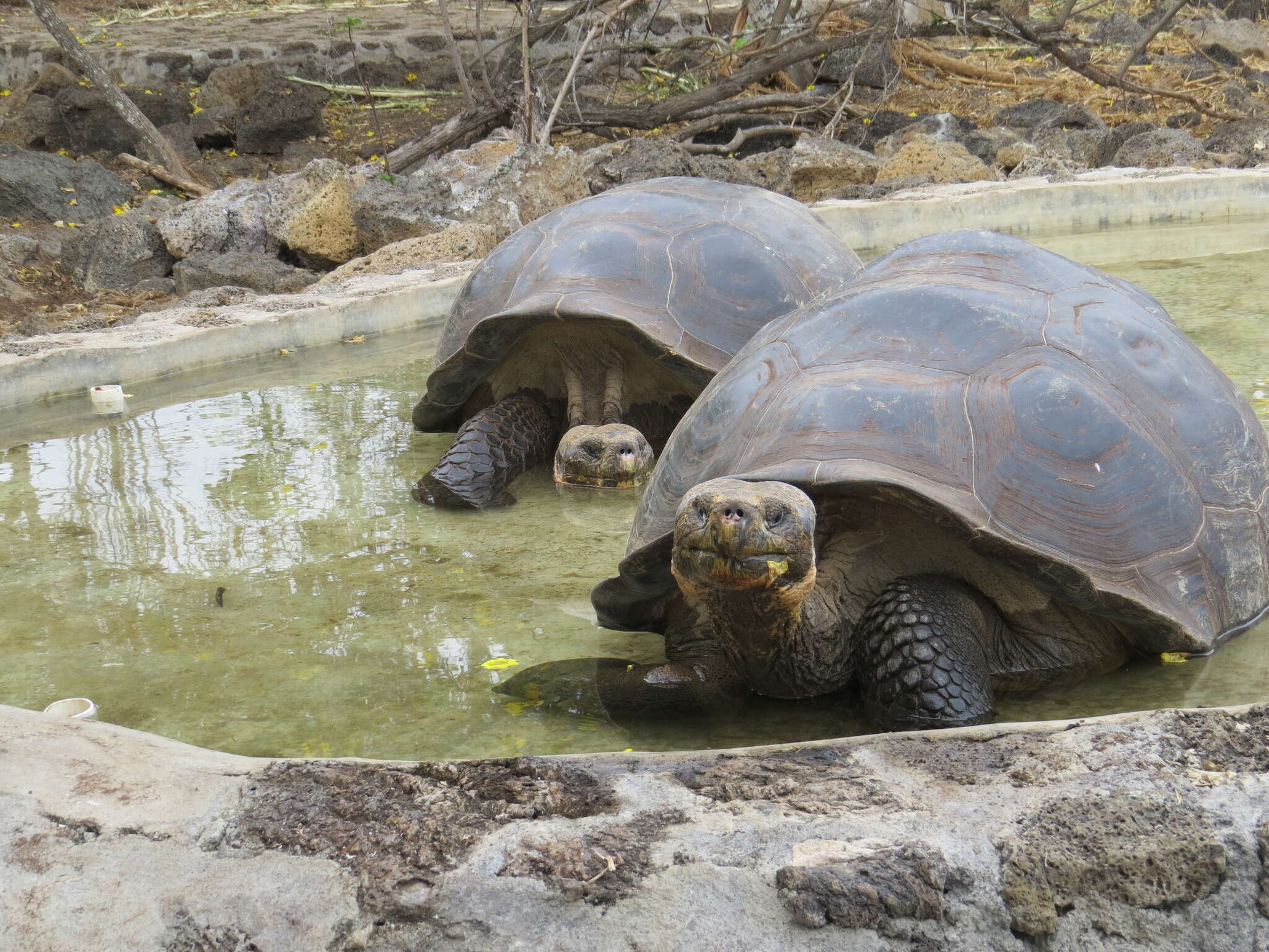 Image of Galapagos giant tortoise