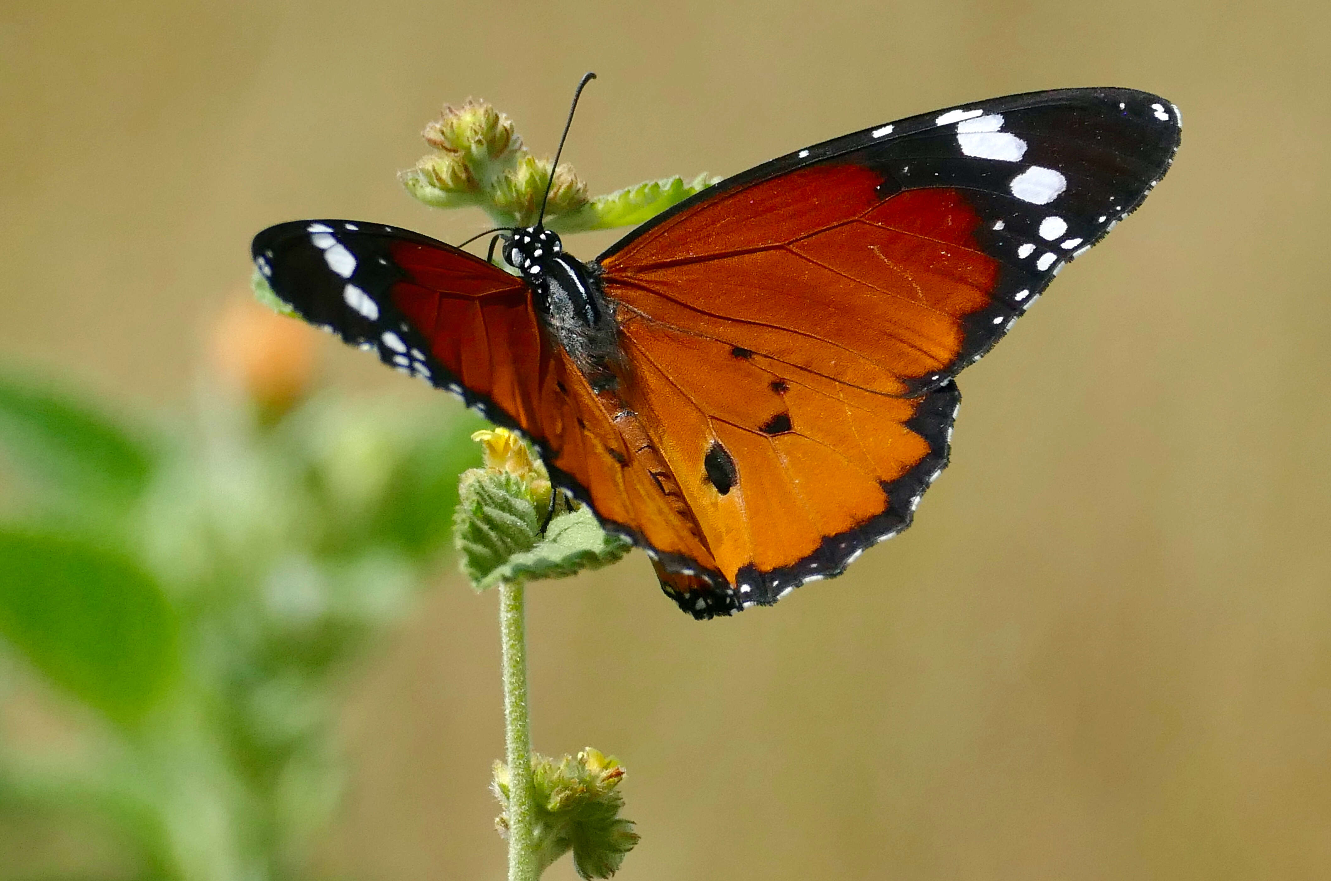 Image of Plain tiger