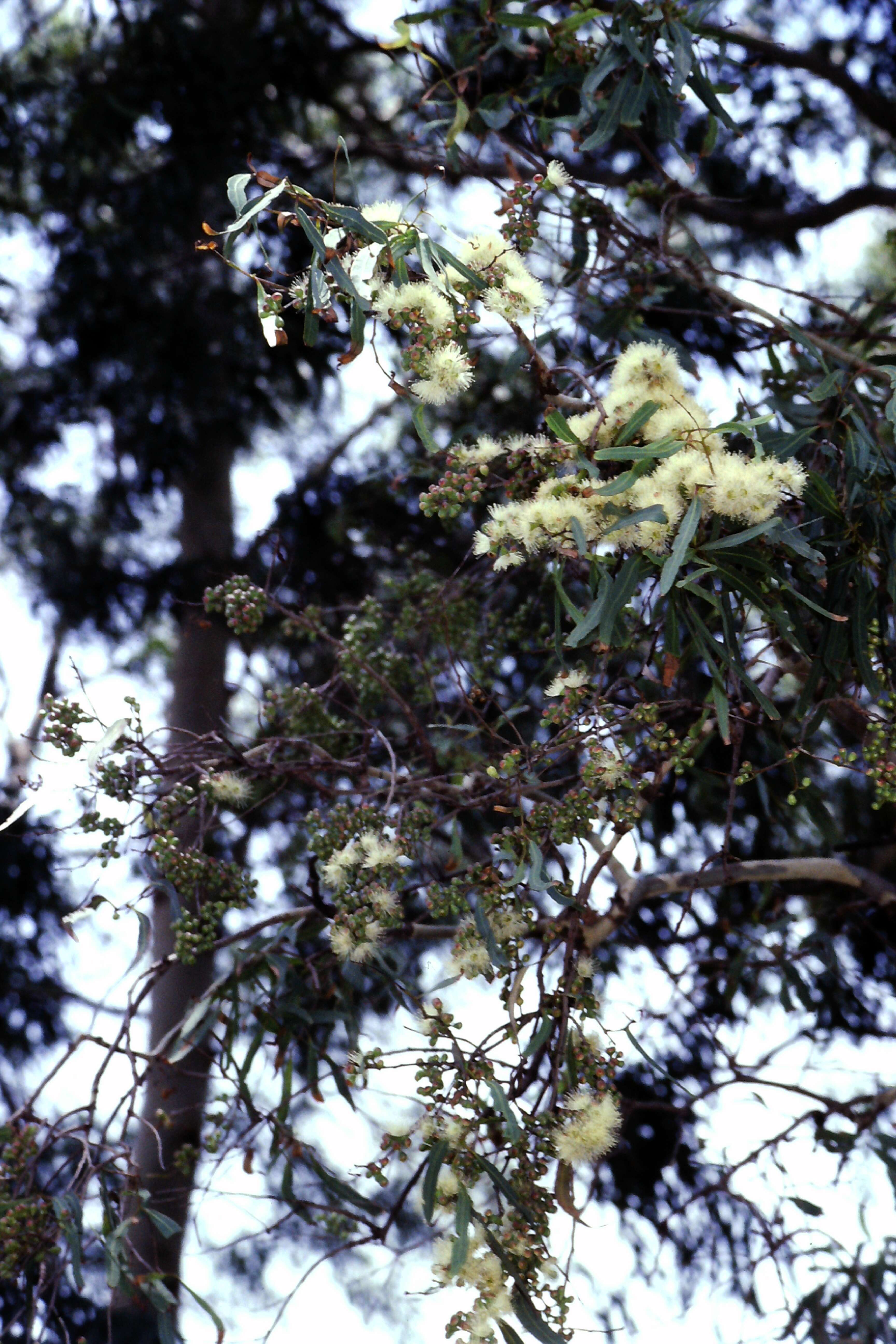 Image of Corymbia tessellaris (F. Müll.) K. D. Hill & L. A. S. Johnson