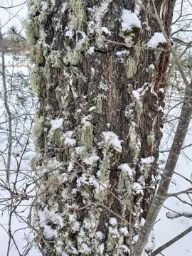 Image of farinose cartilage lichen