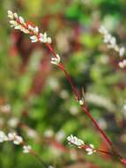 Image of Pygmy Smartweed