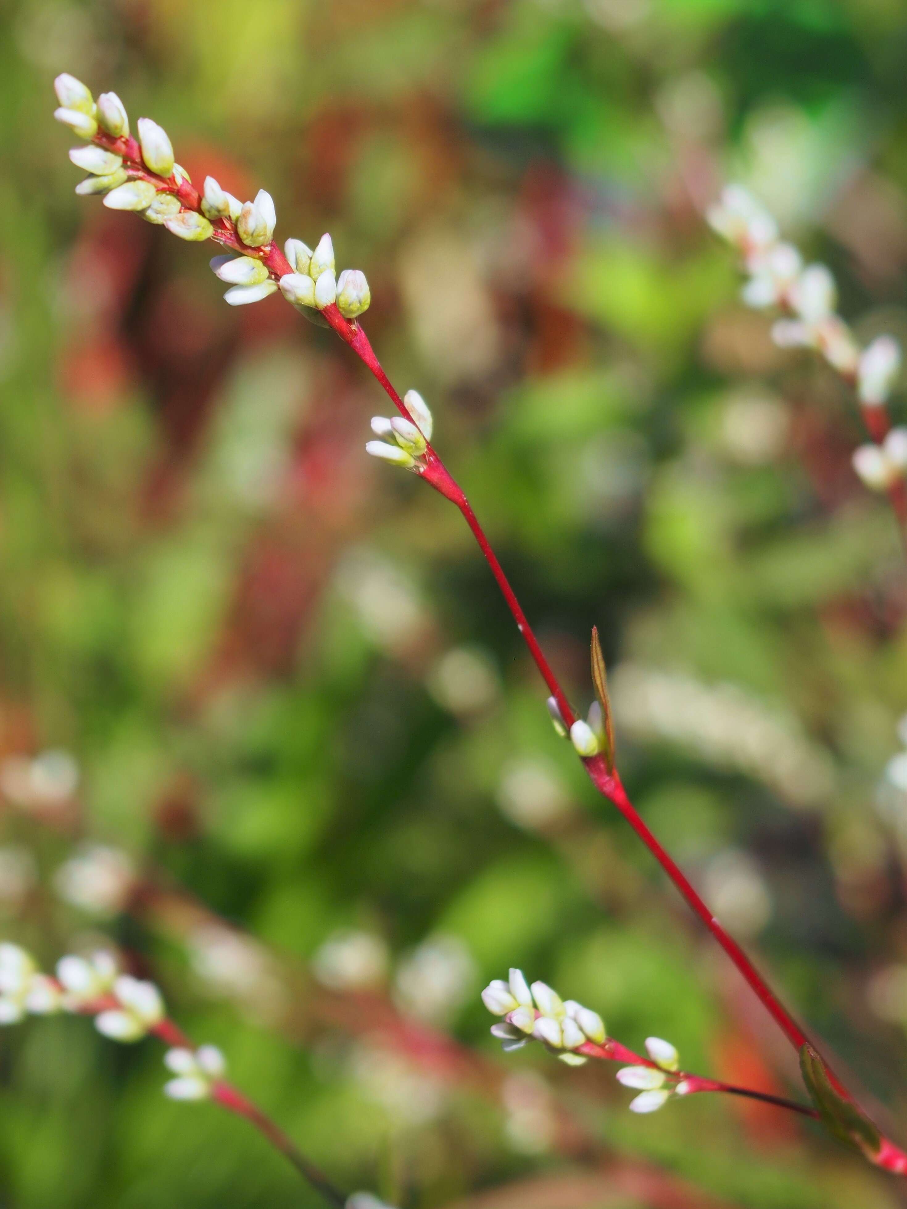 Image of Pygmy Smartweed