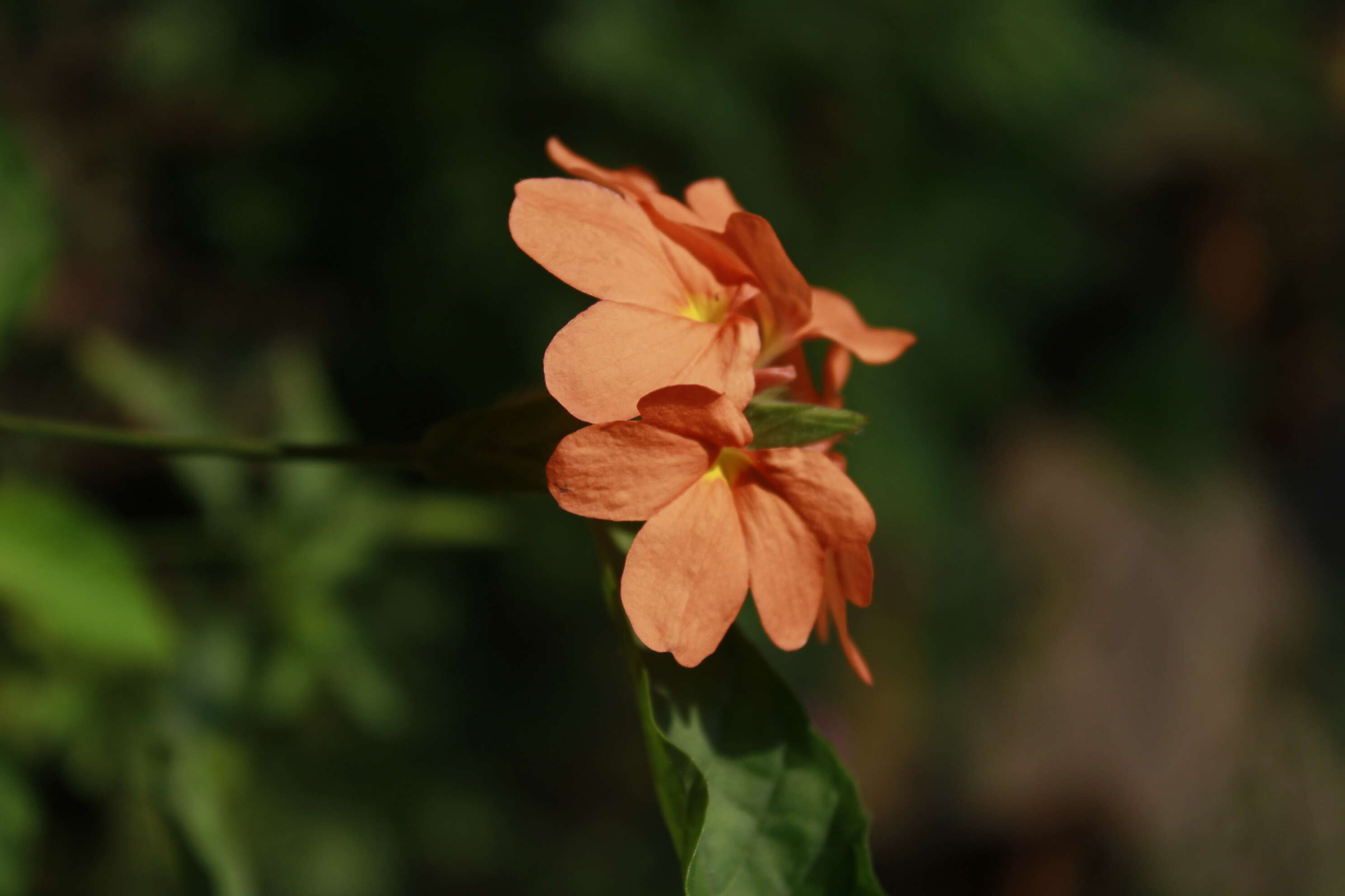 Imagem de Crossandra infundibuliformis (L.) Nees