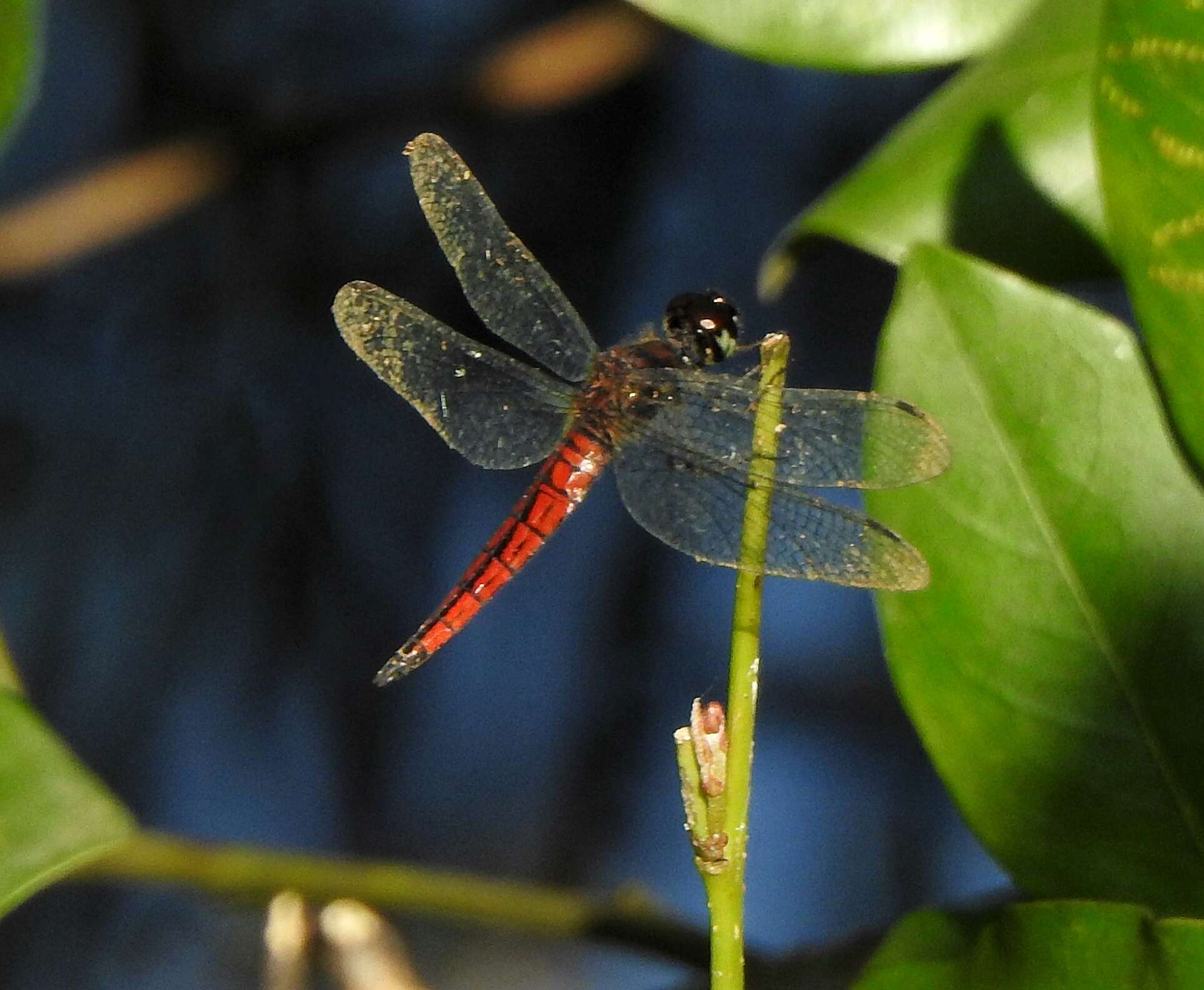 Image of little bloodtail