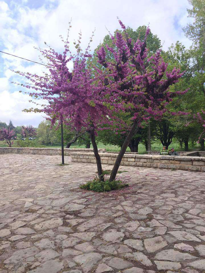 Image of Judas-tree