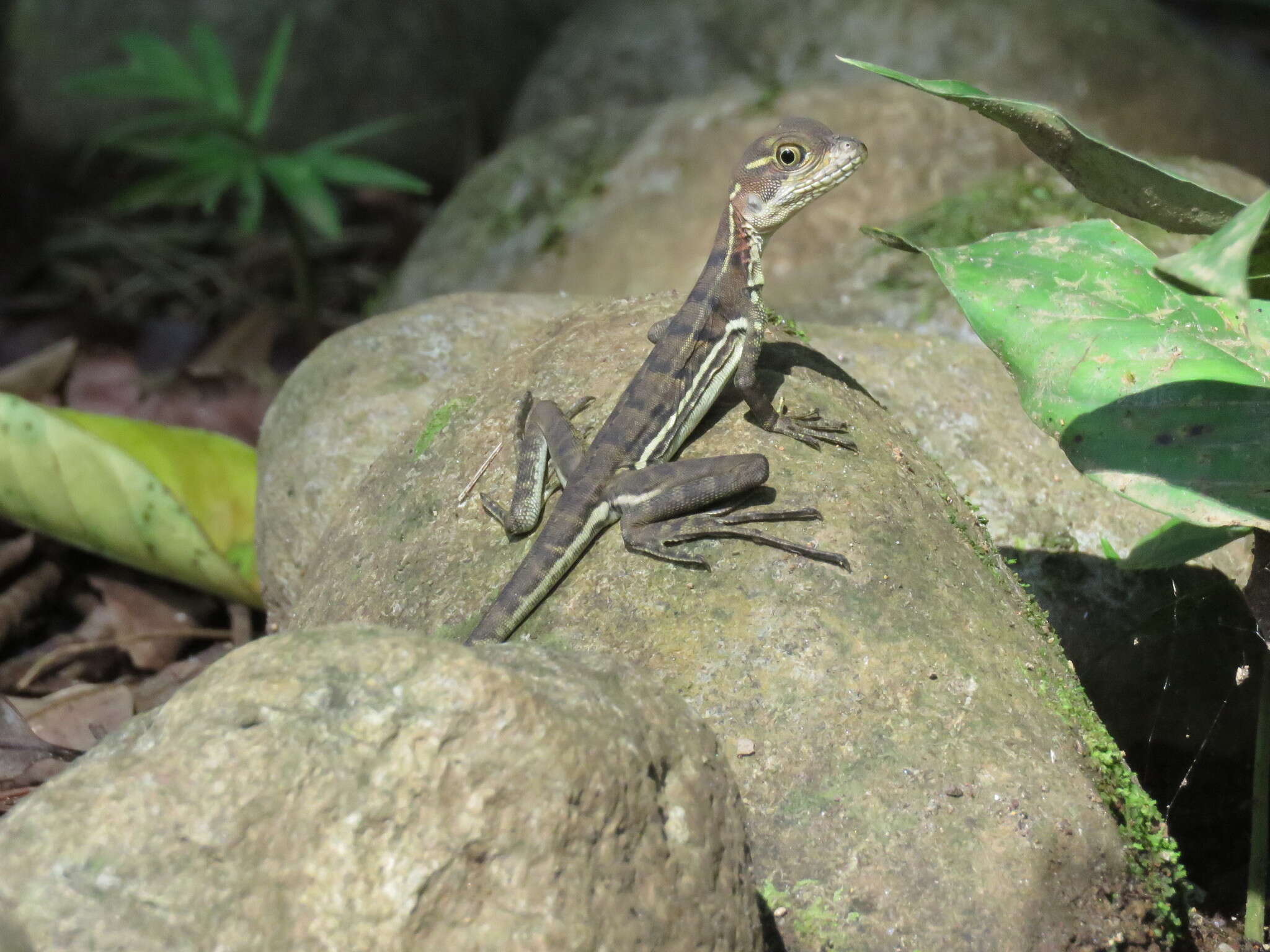 Image of Western basilisk