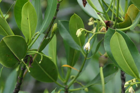 Plancia ëd Rhizophora mucronata Lam.