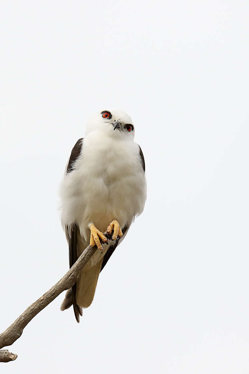 Image of Black-shouldered Kite