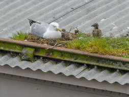 Image of European Herring Gull