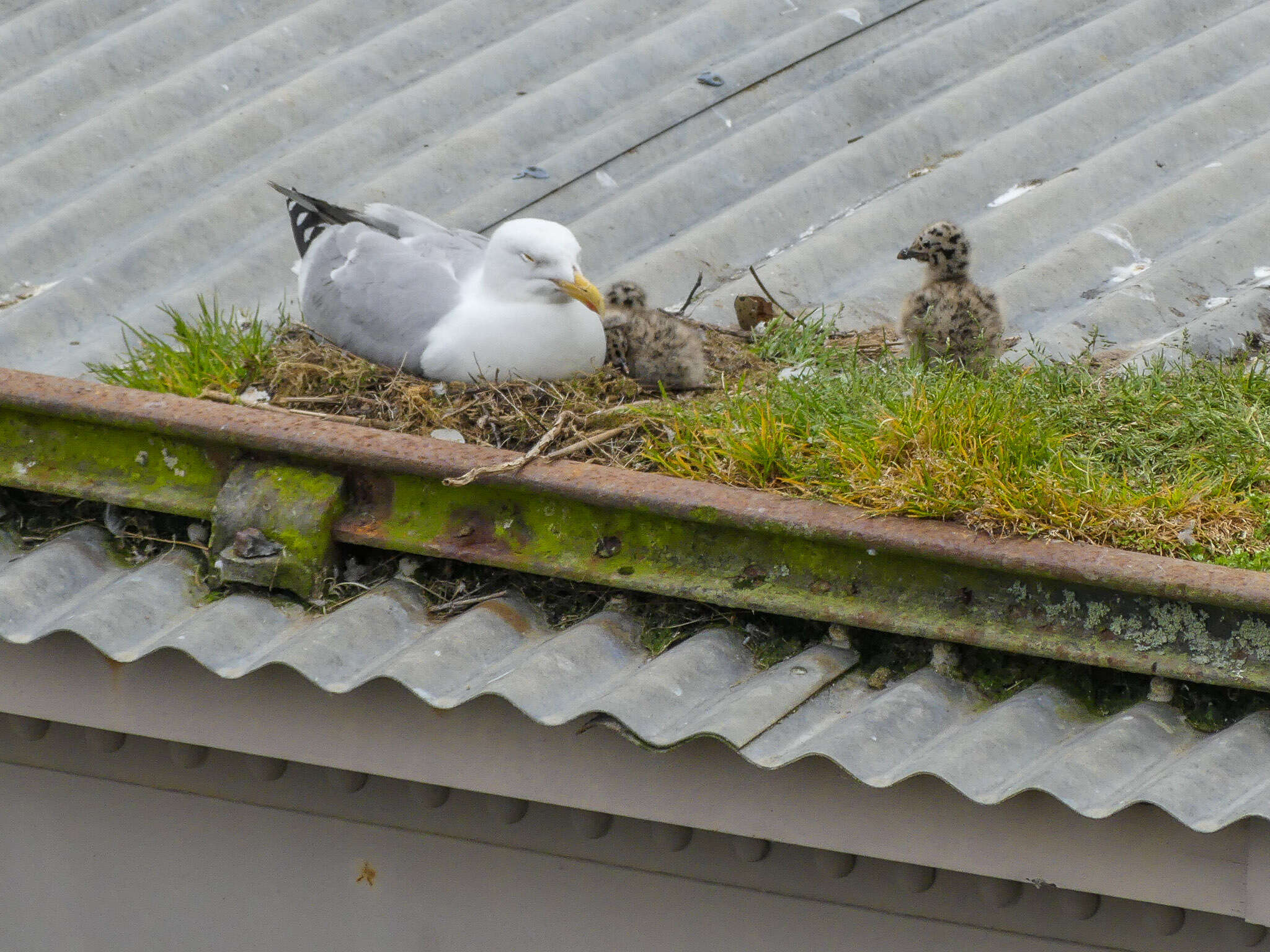 Image of European Herring Gull