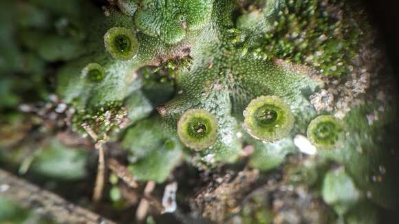 Image of common liverwort