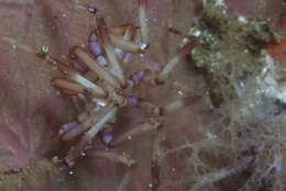 Image of sea spider