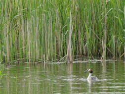 Image of Podiceps Latham 1787