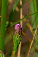 Слика од Liatris cylindracea Michx.