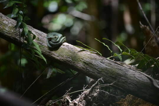 Image of Green Jararaca