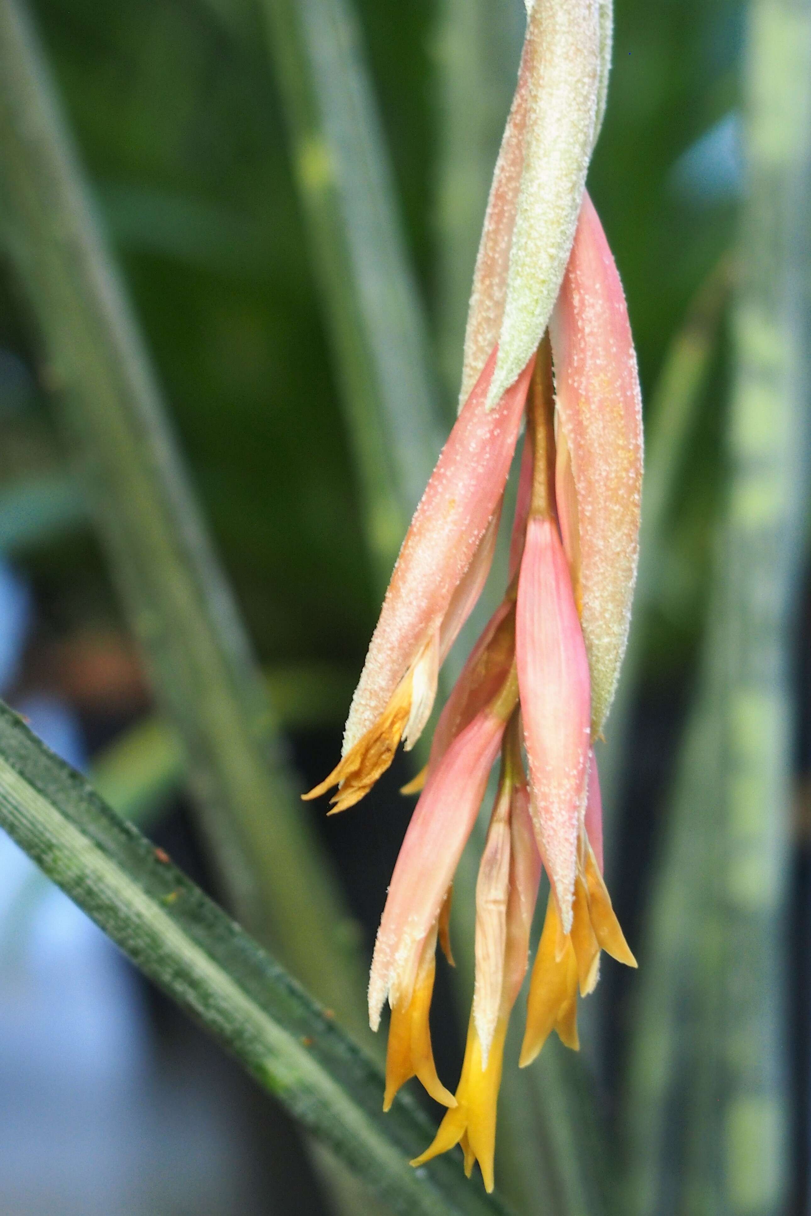 Image of Tillandsia jucunda A. Cast.