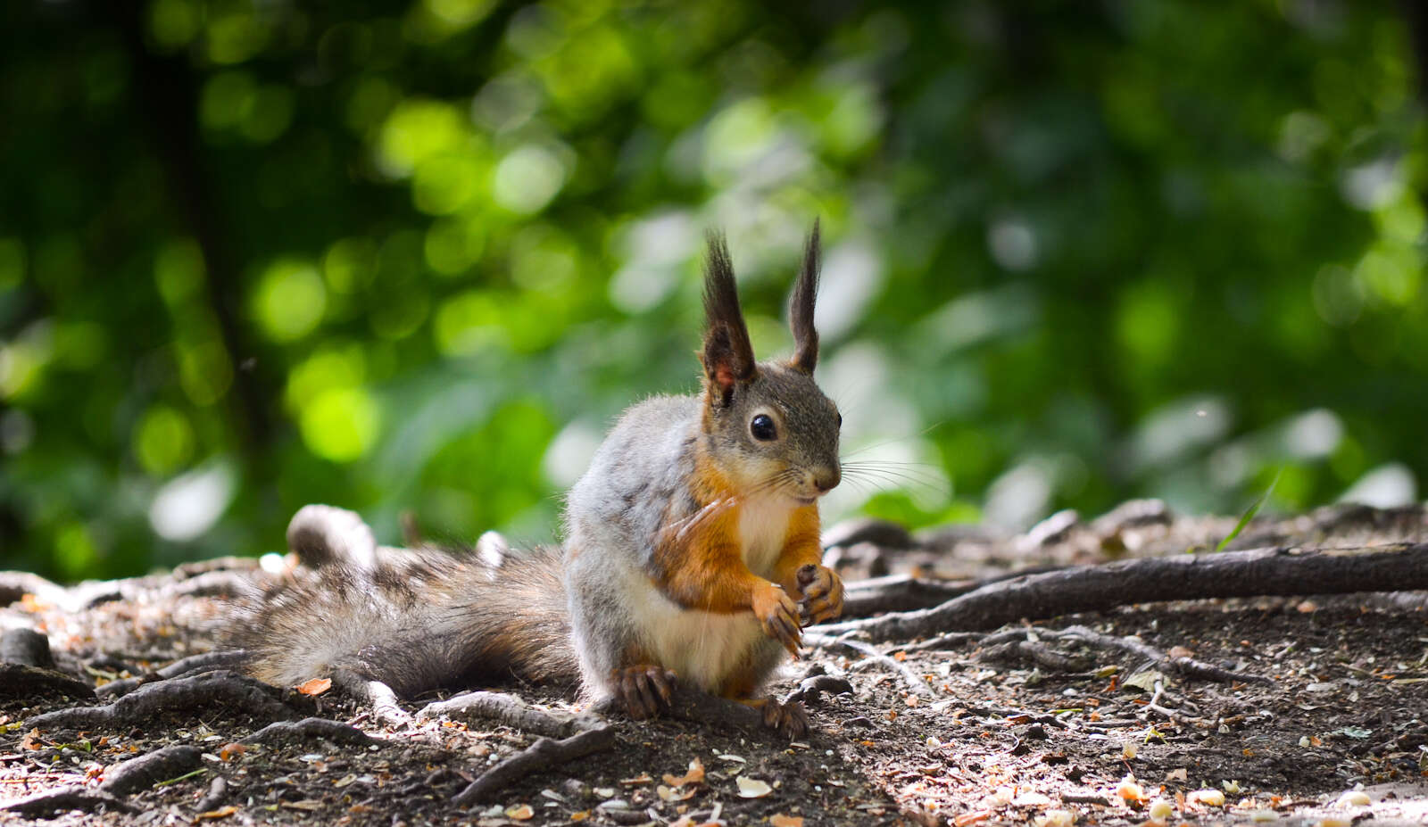 Image of Eurasian red squirrel