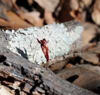 Image of Spring coralroot