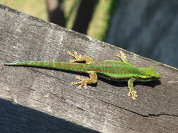 Image of Reunion Island day gecko