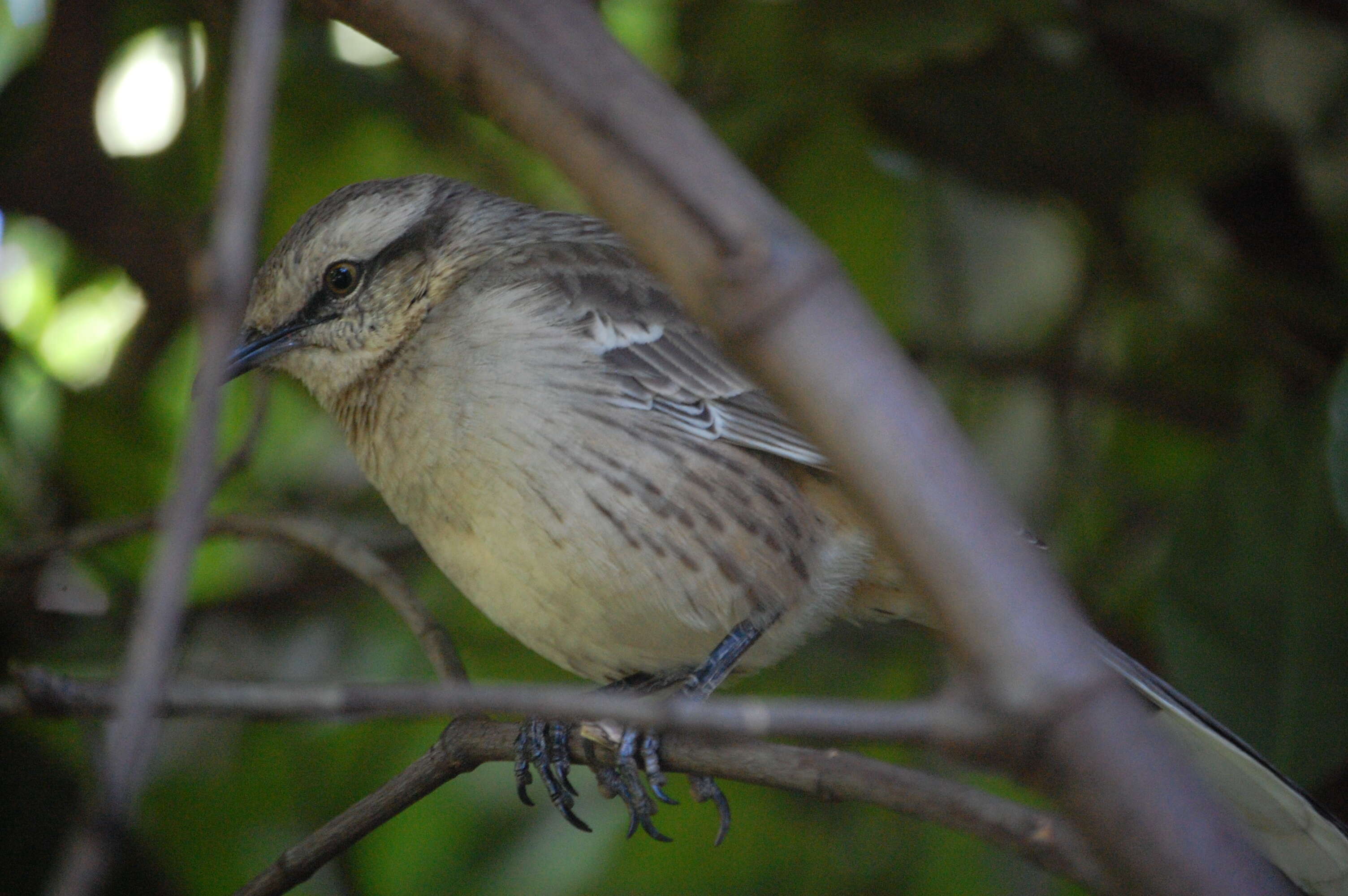 Image of Chalk-browed Mockingbird