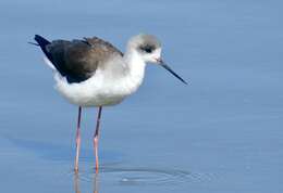 Image of Black-winged Stilt