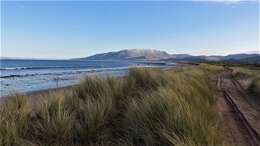 Image of European beachgrass