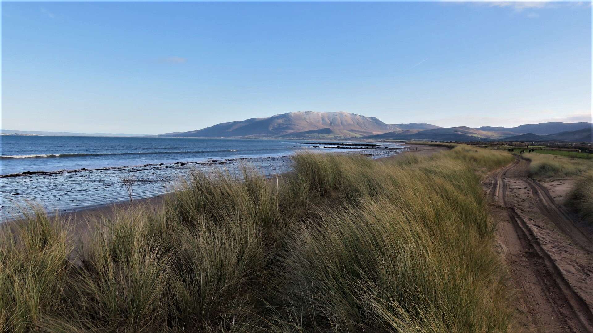 Image of European beachgrass