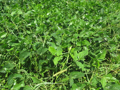 Image of blackeyed pea