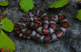 Image of Lampropeltis triangulum triangulum