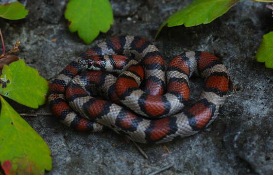 Image of Lampropeltis triangulum triangulum