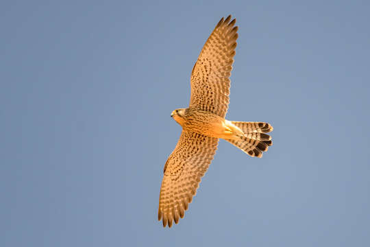 Image of kestrel, common kestrel