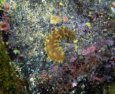 Image of Tiger-Tail Sea Cucumber