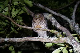 Image of Morepork