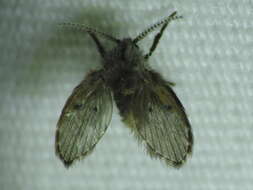 Image of Clogmia albipunctata