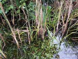 Image of Scirpus radicans Schkuhr