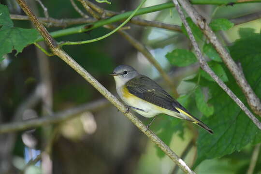 Image of American Redstart